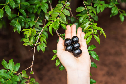 Jaboticaba Grimal (Large Leaf)