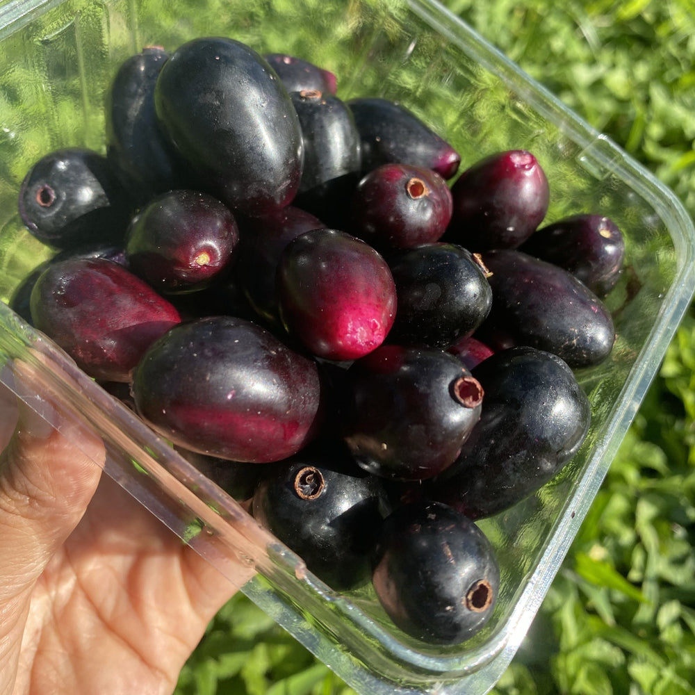 Jambolan Plum - Advanced