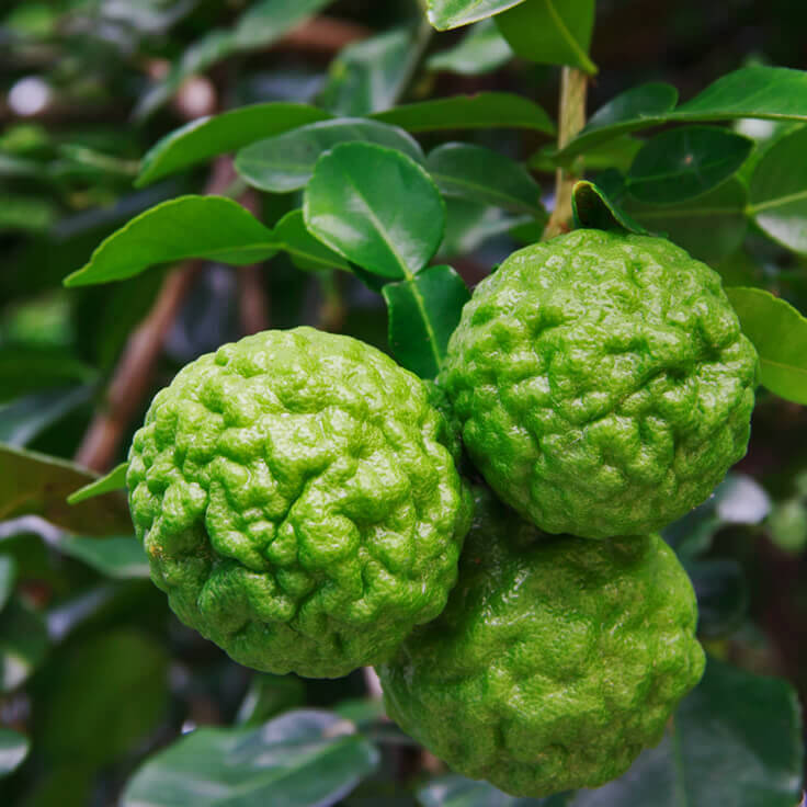 Lime-Kaffir (Qld only)