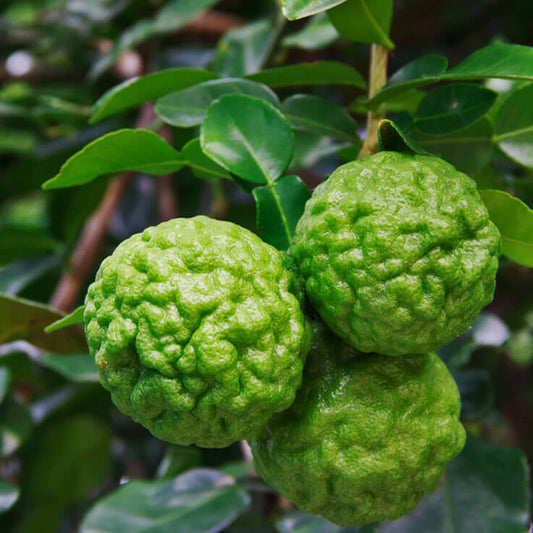 Lime- DWARF Kaffir (Qld only)