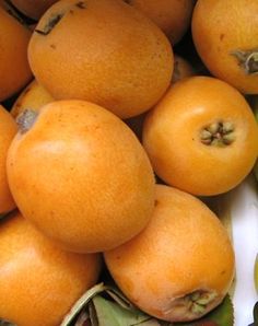 Loquat Nagasakiwase 5L