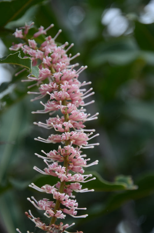 Macadamia Tetraphylla