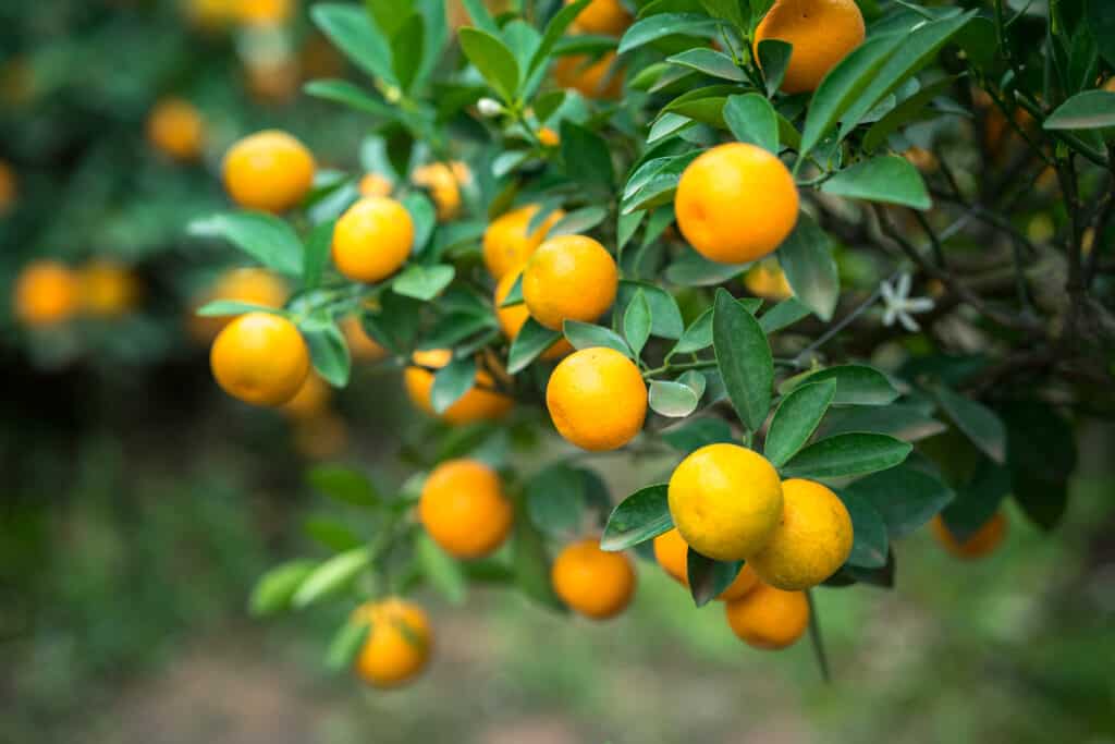 Cumquat - Calamondin Cutting Grown (QLD ONLY)