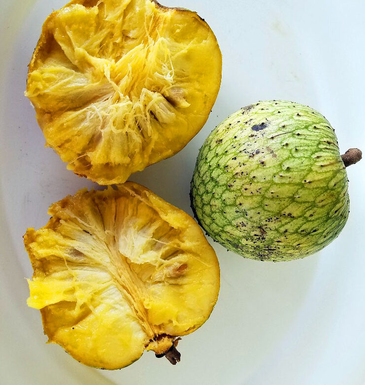 Mountain Soursop