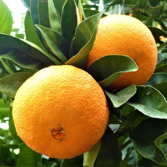 Dwarf Orange - Washington Navel (Qld only)