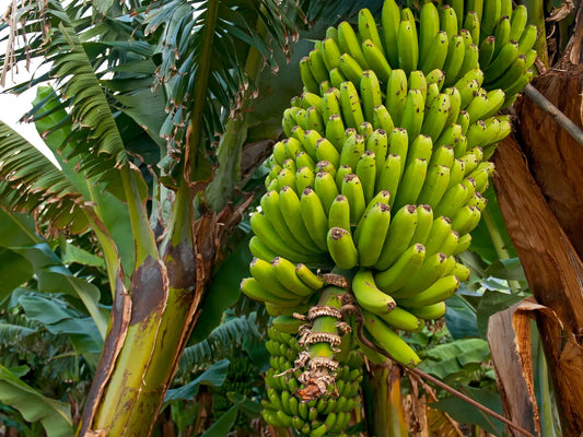 Plantain - Pacific  (QLD ONLY) tube stock