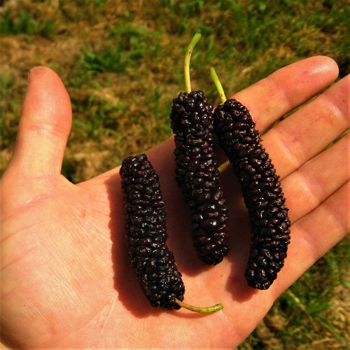 Mulberry Pakistan Black (PRE ORDER)