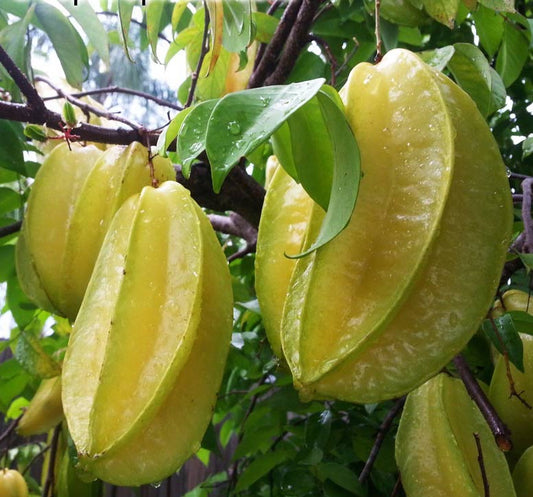 Star fruit - Giant Siam Advanced seedling