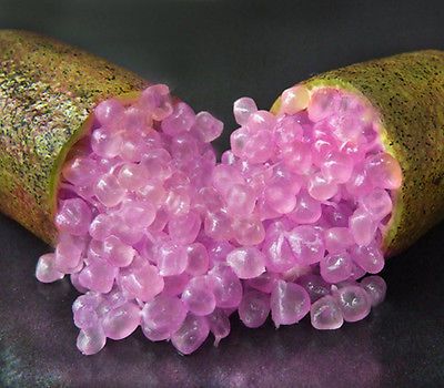 Finger lime Pink Ice (Qld only)