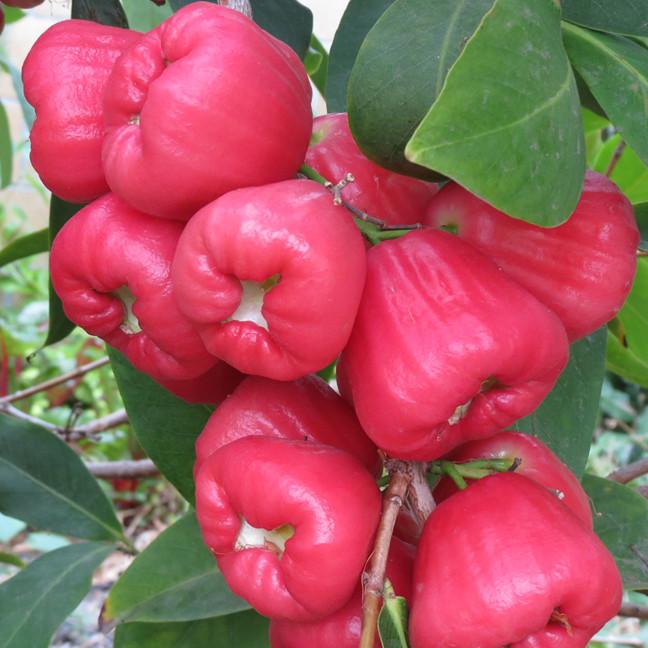 Wax Jambu - Pink