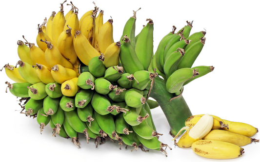 Banana Pisang Ceylon - Tube Stock (QLD ONLY)