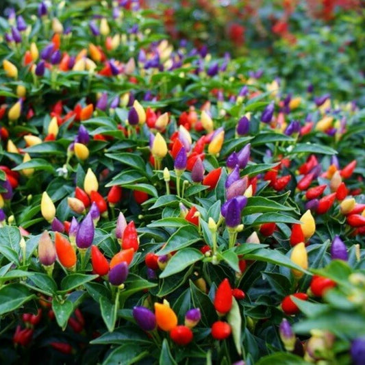 Rainbow Chilli