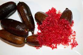Finger Lime - Red champagne 5L (QLD ONLY)