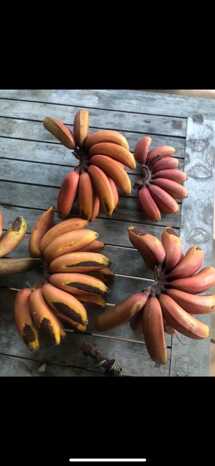 Banana Red Dacca TUBE STOCK (QLD ONLY)