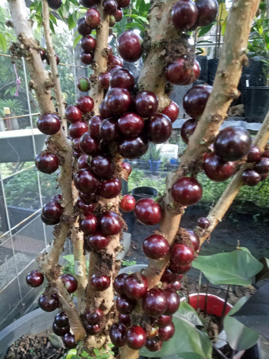 Jaboticaba Phitrantha Costada Advanced