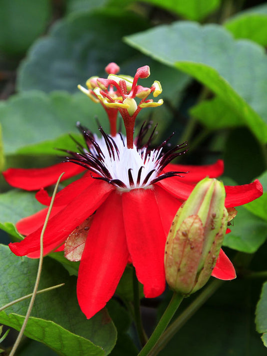 Passion fruit - Red Flower