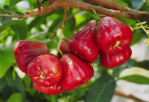 Wax Jambu - Red