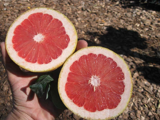 Grapefruit - Rio Red (Qld only)