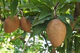 Sapodilla