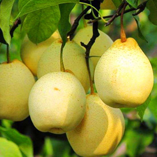 Pear - Nashi Sunshu 5l