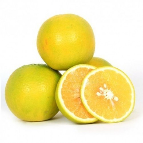 Dwarf Lime-Sweet (Qld only)
