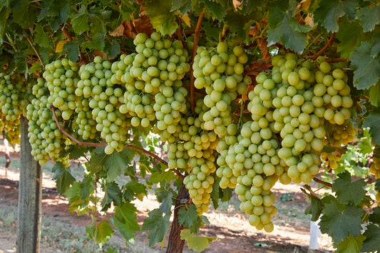 Grape Thompson Seedless(Sultana) QLD ONLY