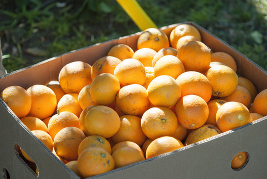 Orange-Valencia seedless (Qld only)