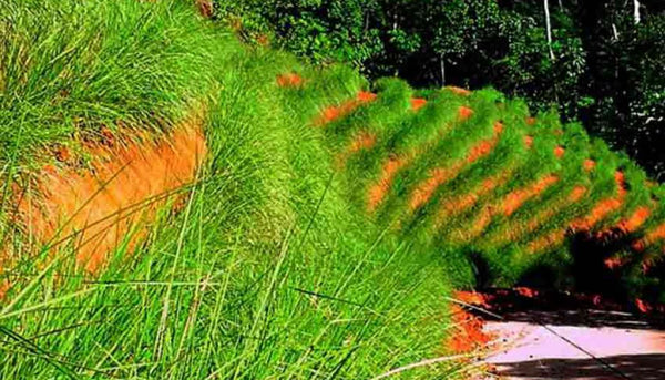 vetiver grass plants Vetiver grass – Ross Creek Tropicals