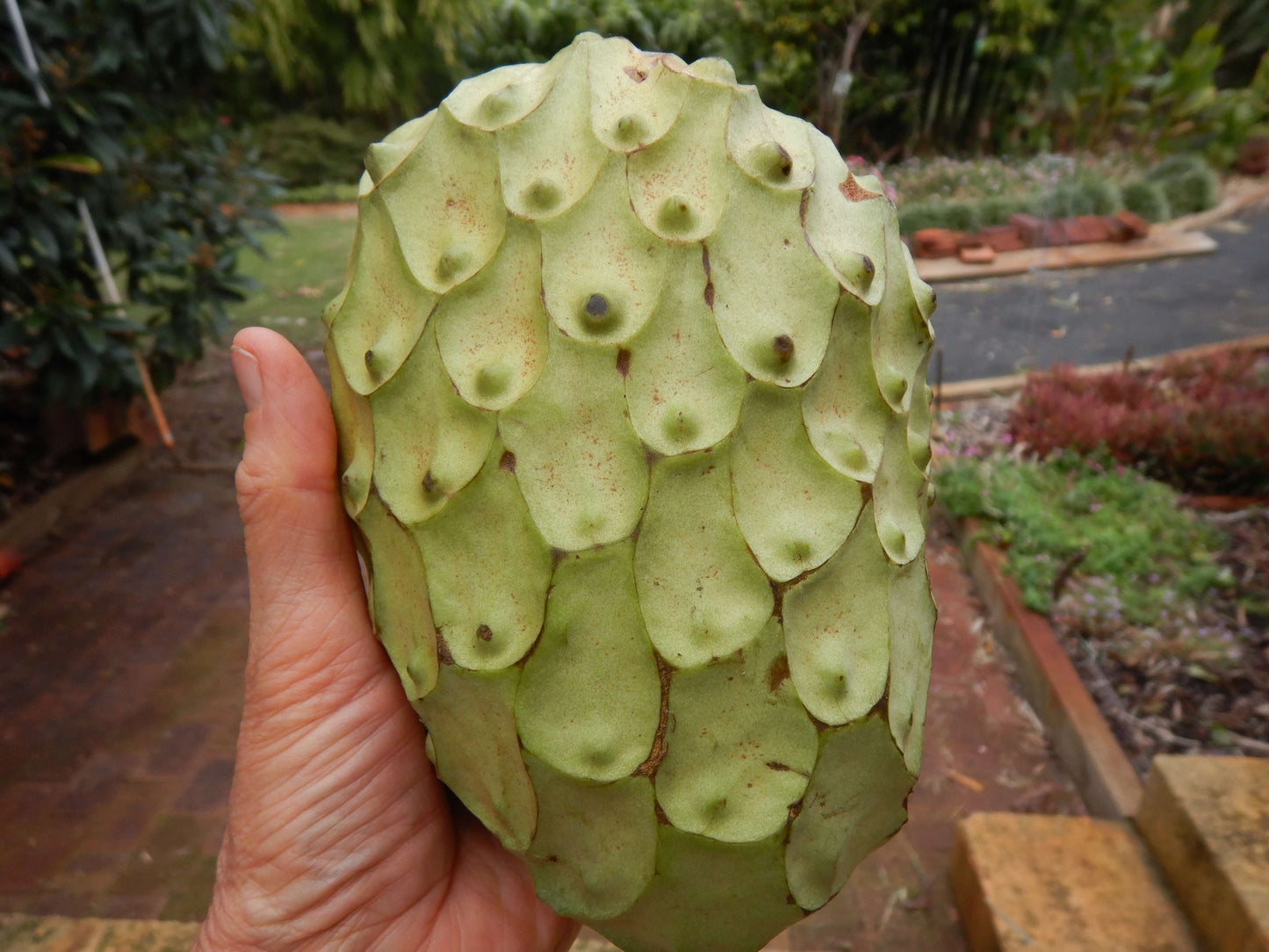 Cherimoya - White