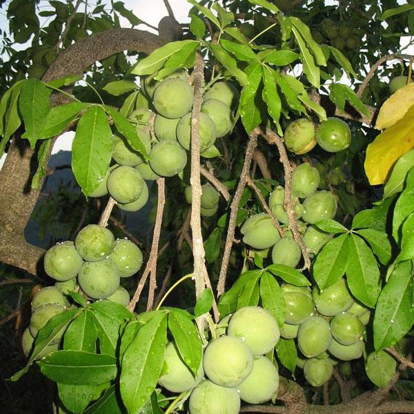 White Sapote - Seedling