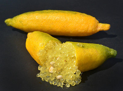 Finger lime Yellow grafted (QLD ONLY)