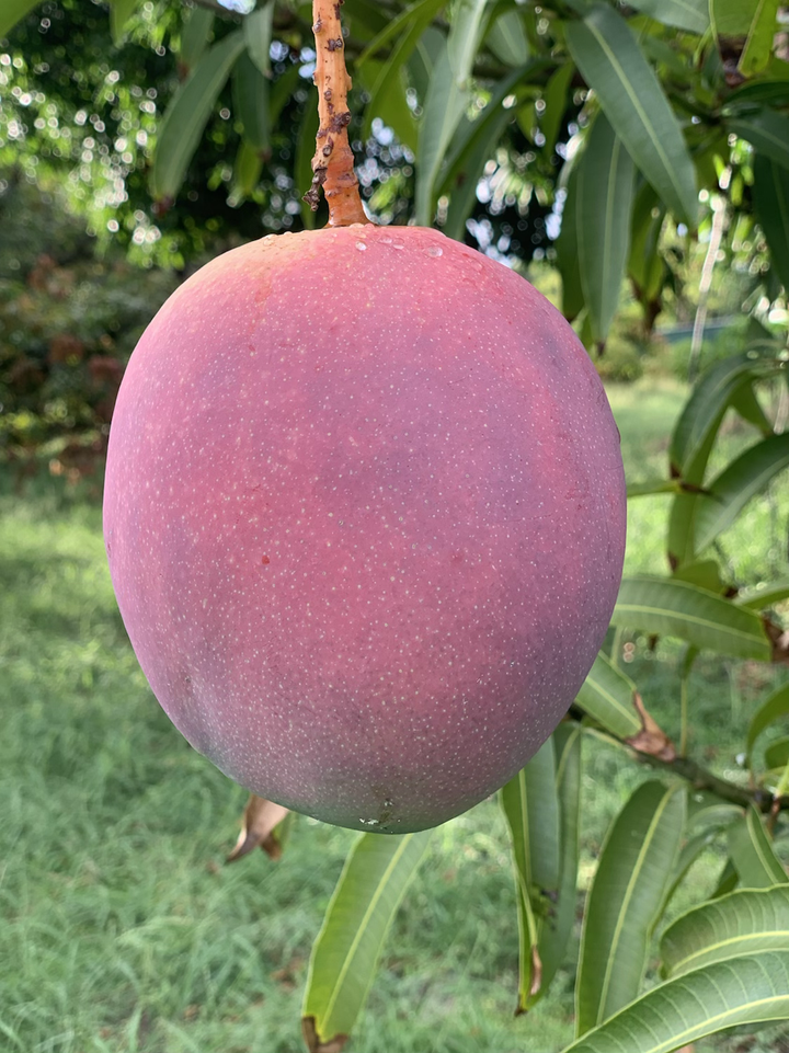 Buy Grafted Mango Trees online - Delivered to your door! – Page 3 ...